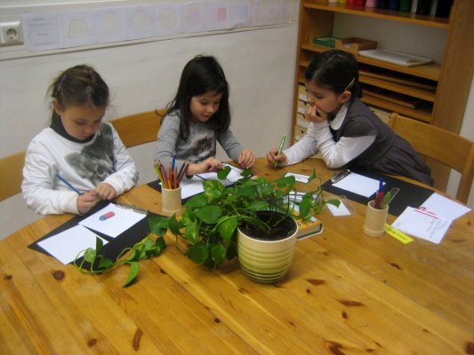 Biologie - Ziele: Bestimmung der Zimmerpflanzen, Blattformen unterscheiden, Schreiben und Zeichnen